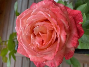 SOLSTICE GLOW (climber)